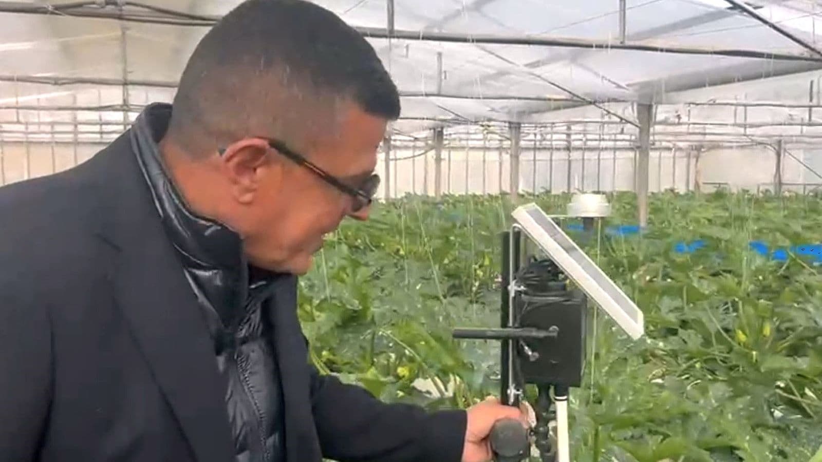 Coltivazione idroponica in serra tecnologica nel ragusano