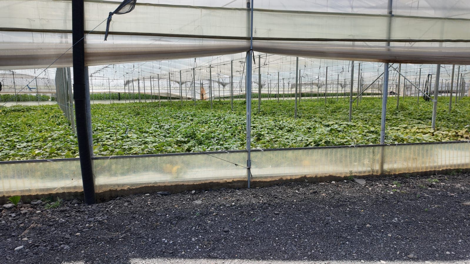 Interno della serra fotovoltaica di Agroenergie con coltivazione idroponica